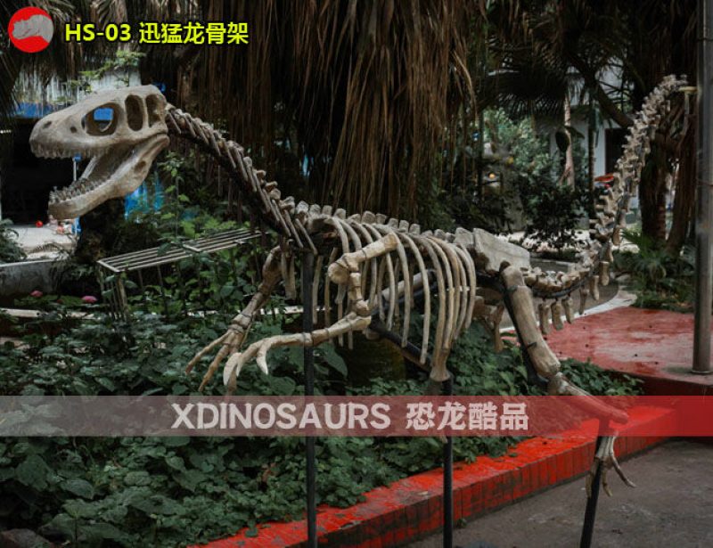 HS-03 仿真迅猛龍骨架