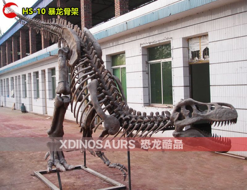 HS-10 仿真暴龍骨架裝飾品