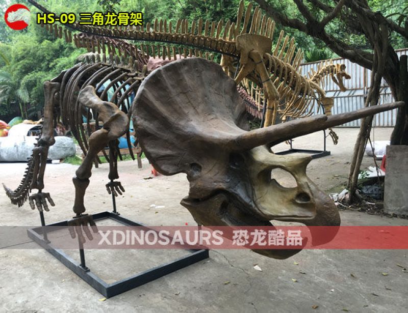 HS-09 仿真三角龍骨架裝飾品