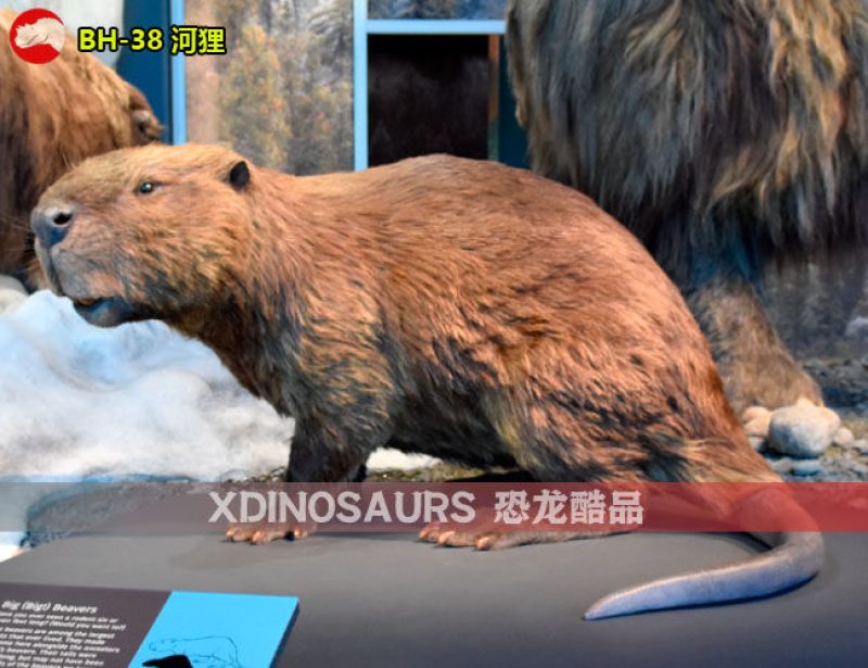 BH-38 可愛(ài)的仿真河貍模型