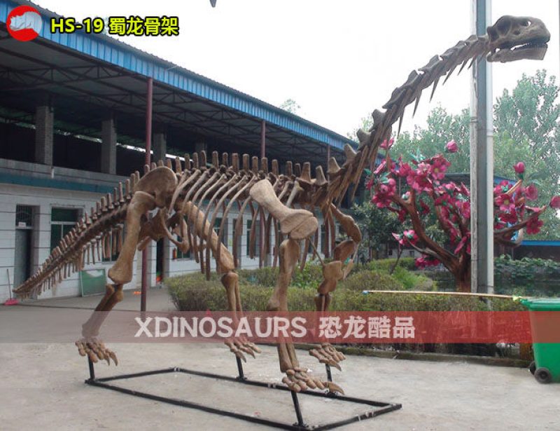 HS-19 仿真蜀龍化石展品